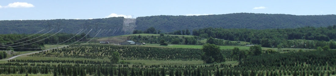 JB TREE FARM